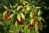 Study on making and application of biological product from actinomyces Streptomyces and antagonistic fungi of Trichoderma ton control anthranose, bacterial wilt on chilli pepper (Capsium frutescens) in North central part