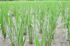 Selection of salinity-tolerant rice varieties for the Central Coastal region