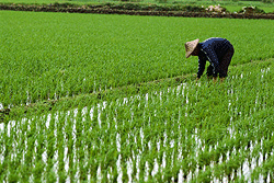 The effects of salt intrusion on the use of land for planting rics in Huong Phong commune, Huong Tra town, Thua Thien Hue province