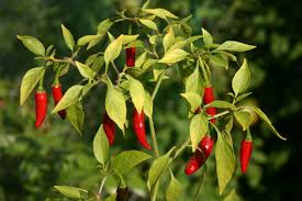 Study on making and application of biological product from actinomyces Streptomyces and antagonistic fungi of Trichoderma ton control anthranose, bacterial wilt on chilli pepper (Capsium frutescens) in North central part