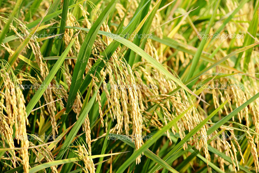 depositphotos 8473338 Rice plant
