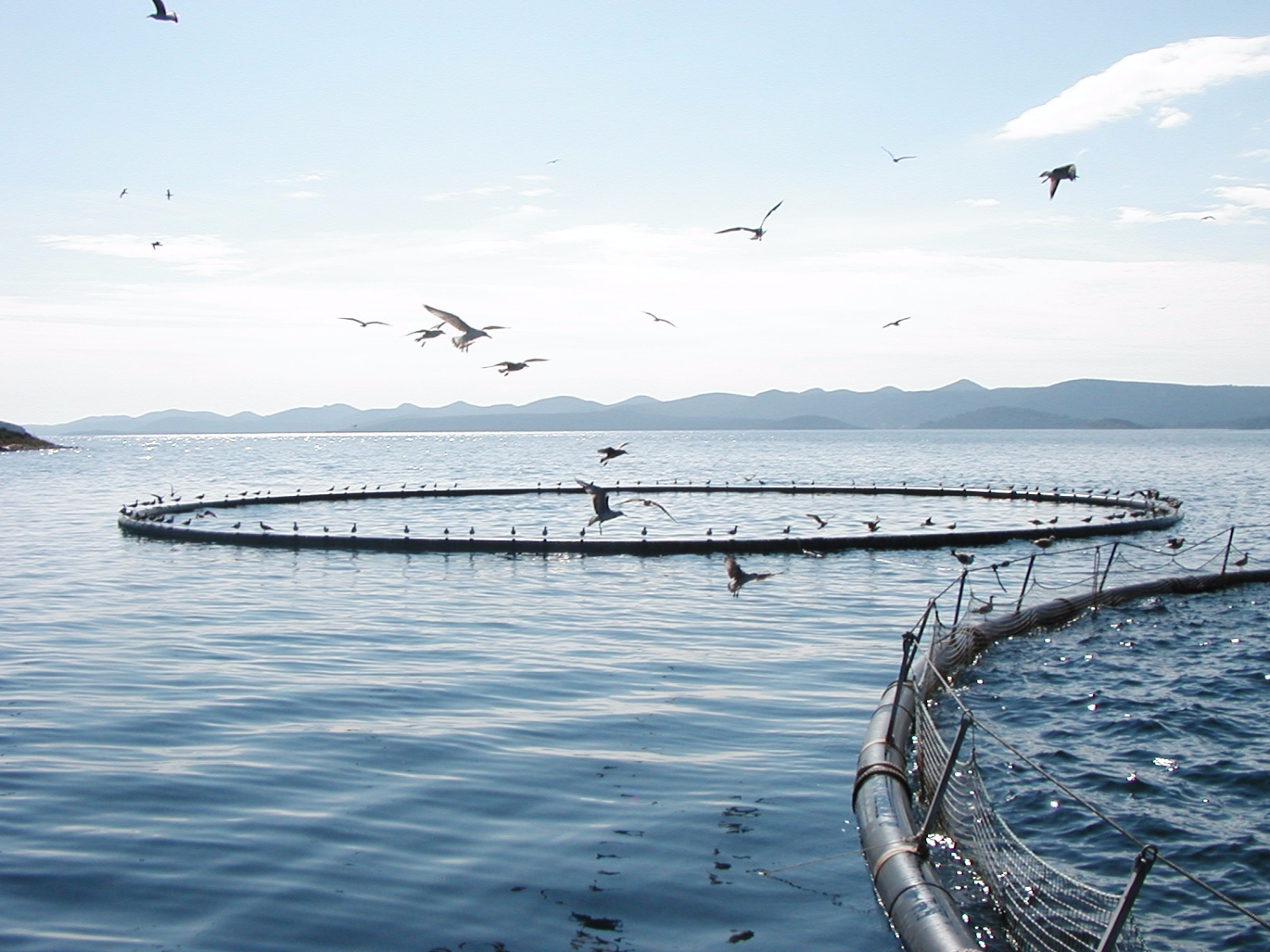 MASTER OF APPLIED SCIENCE IN AQUACULTURE CURRICULUM