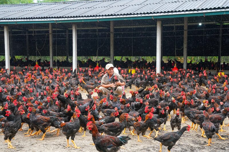 121225 Trang trai 2 nen